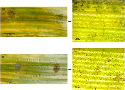 Microwave-assisted biosynthesis of nano silver and its synergistic antifungal activity against Curvularia lunata 